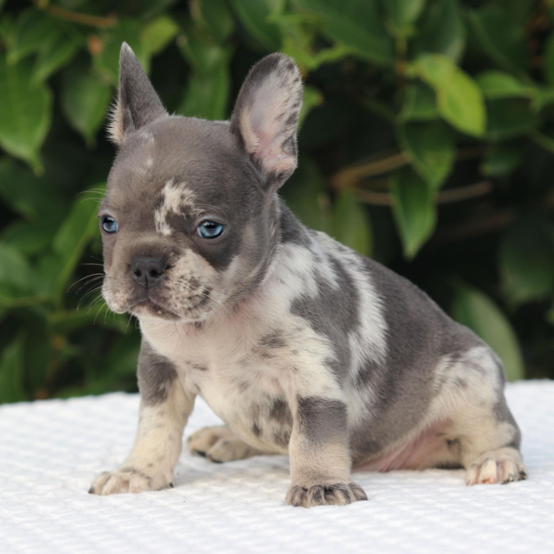 Cash and Crypto pup 1 French Bulldog for sale