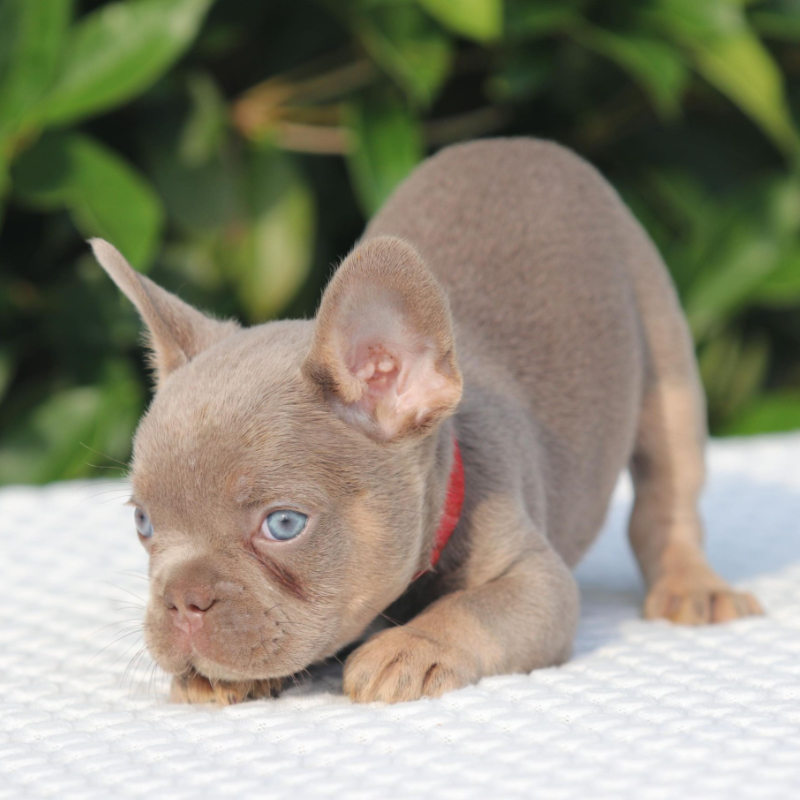 Cash and Crypto pup 2 French Bulldog for sale