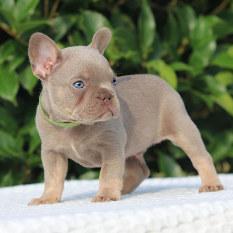 Cash and Crypto pup 3 French Bulldog for sale