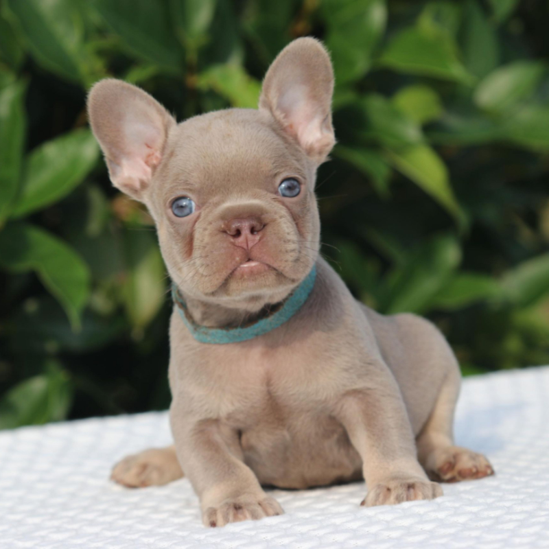 Cash and Crypto pup 4 French Bulldog for sale