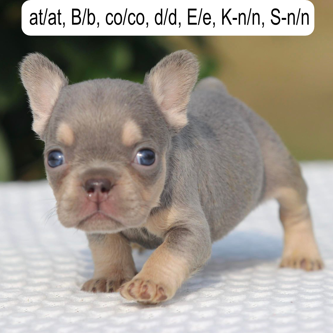 Chyna and Tommy female 2 white collar french bulldog puppy for sale