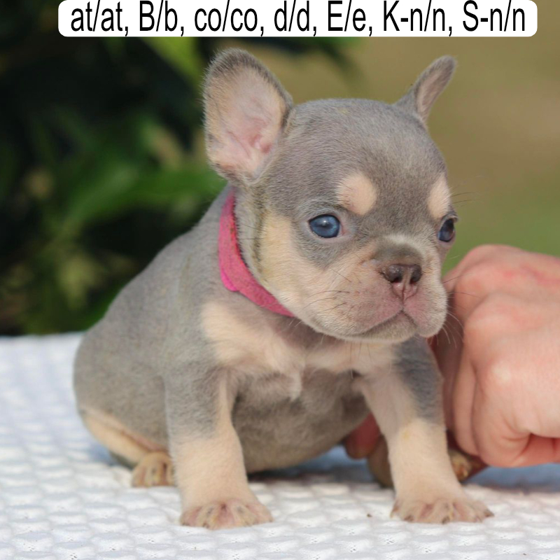 Chyna and Tommy female 3 pink collar french bulldog puppy for sale