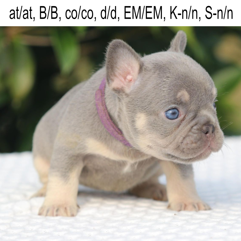 Chyna and Tommy female 4 purple collar french bulldog puppy for sale