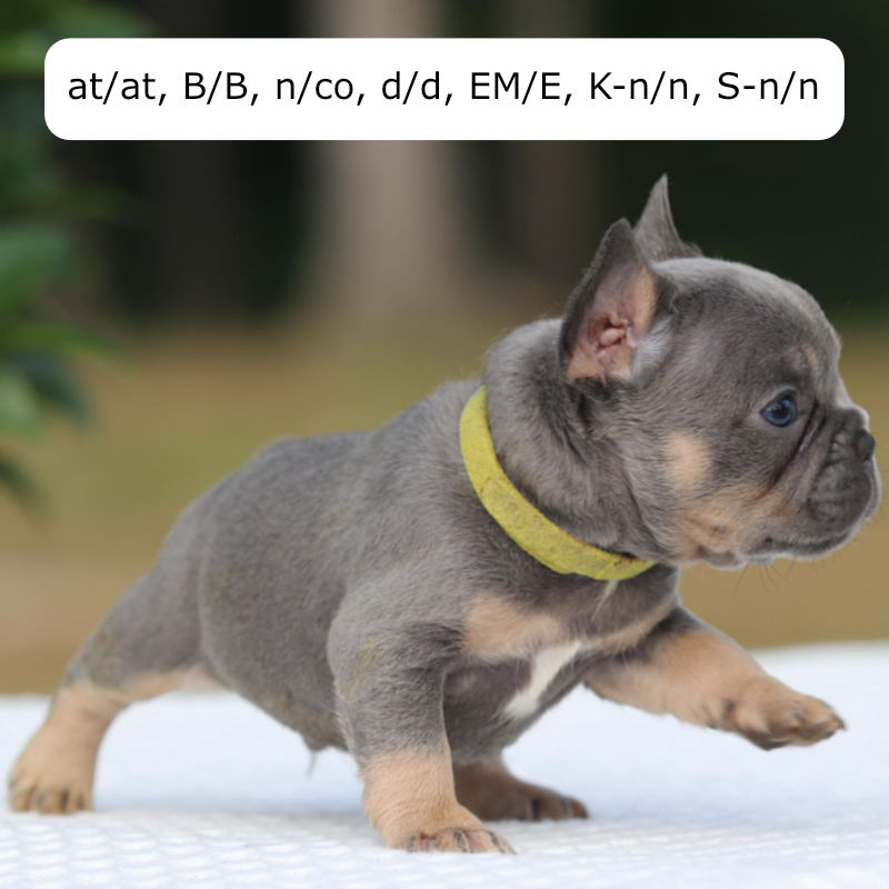 Chyna and Tommy male 1 - Green Collar french bulldog puppy for sale