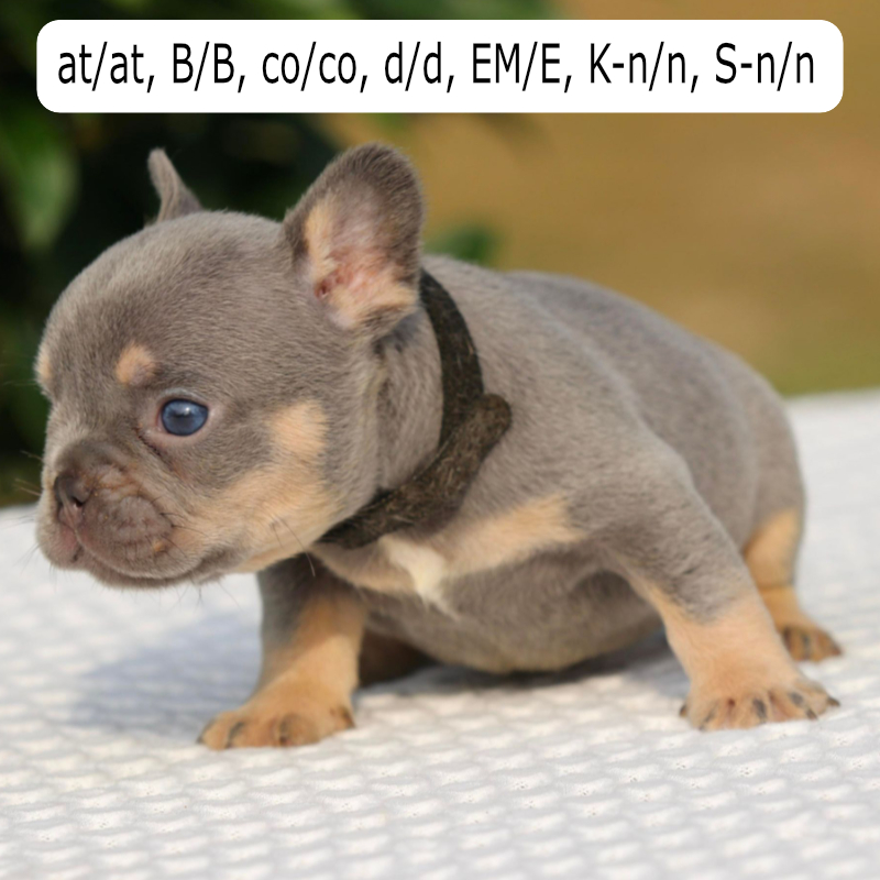 Chyna and Tommy male 2 Black Collar french bulldog puppy for sale