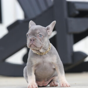 Discover our handpicked selection of French Bulldog puppies - Health-checked, vaccinated, and ready to bring joy to your home.