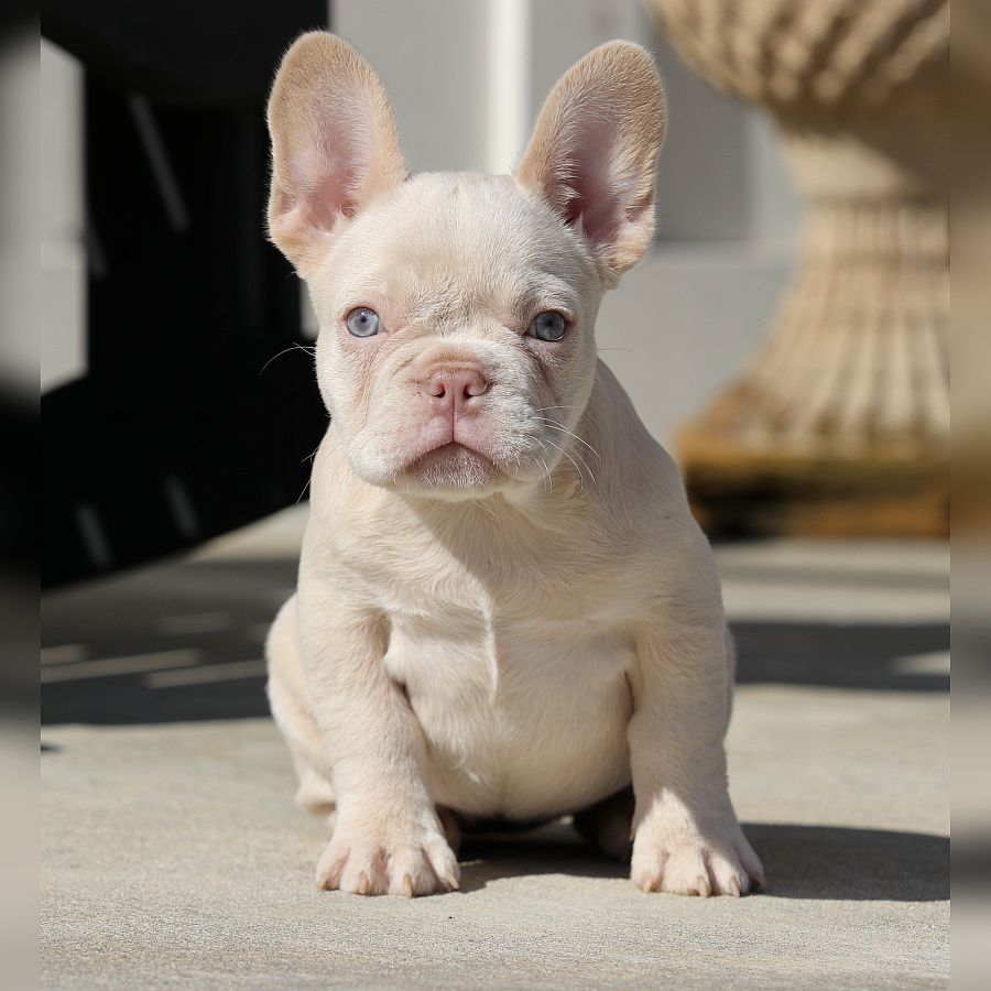 Franny and Jelly Roll French Bulldog Puppy Available for Sale - Female