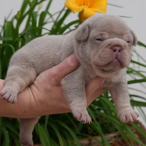 franny and jelly roll male isabella and tan $7k $4k