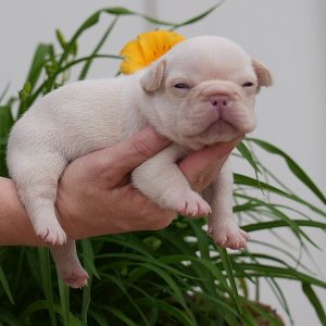 franny and jelly roll platinum male $5k $3k