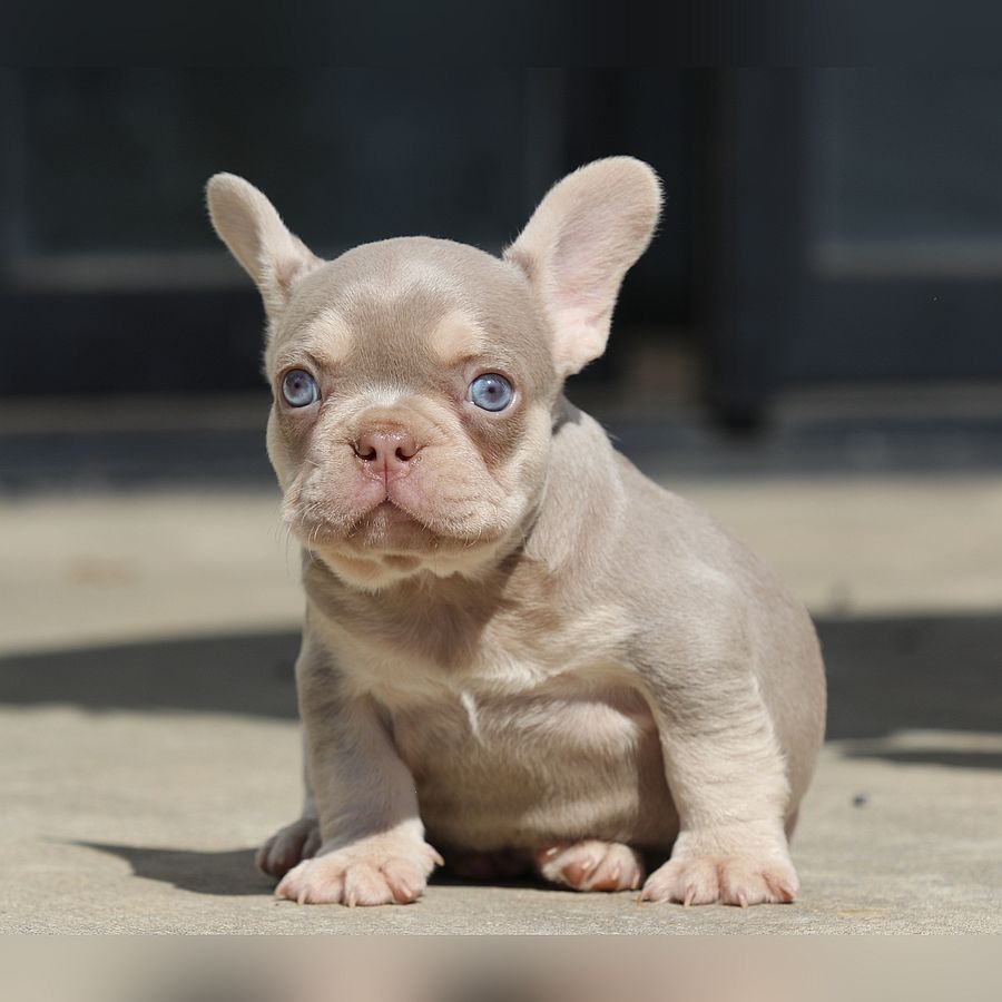 franny and jelly roll female $6k $4k available for sale french bulldog this puppy is available for sale