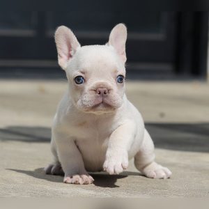 franny and jelly roll female $6k $4k available for sale french bulldog this puppy is available for sale