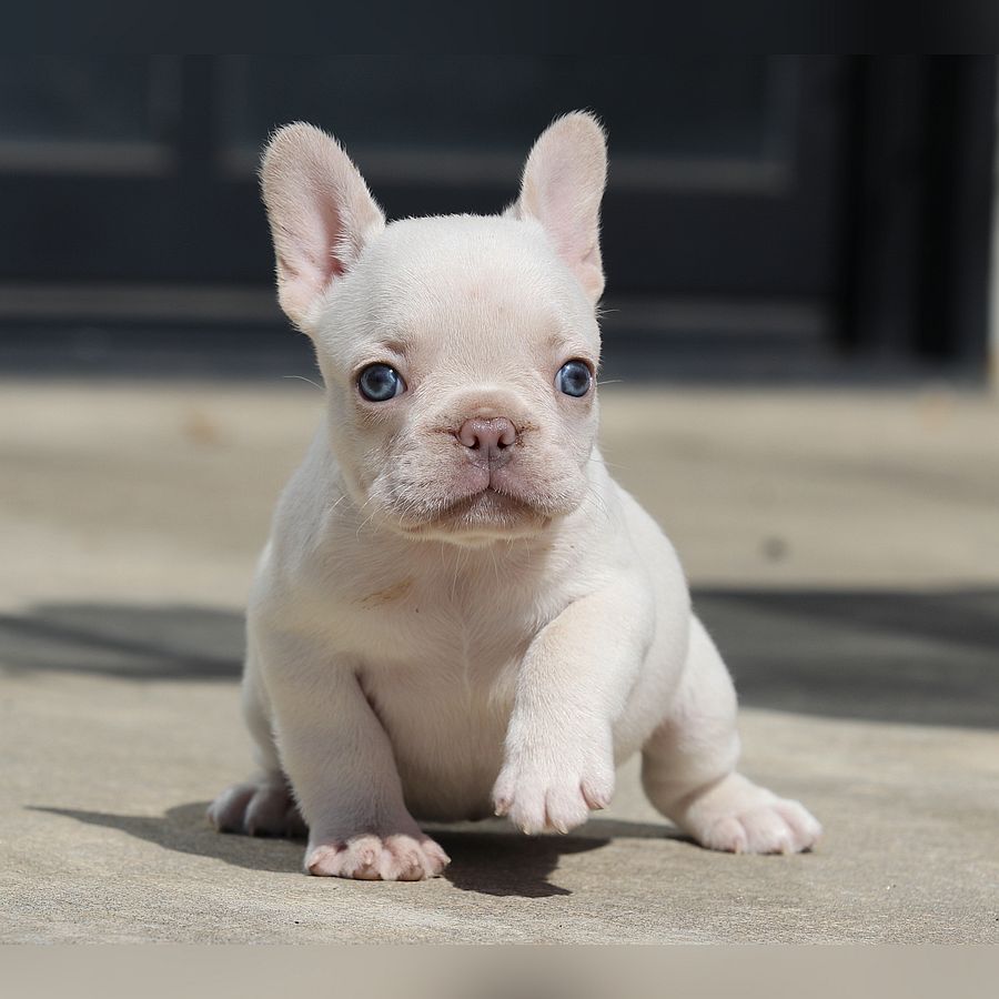 franny and jelly roll female $6k $4k available for sale french bulldog this puppy is available for sale