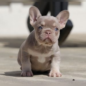 franny and jelly roll female $7k $4k available for sale french bulldog this puppy is available for sale
