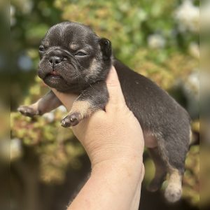 female freckles and jelly roll french bulldog puppy for sale freckles and jelly roll