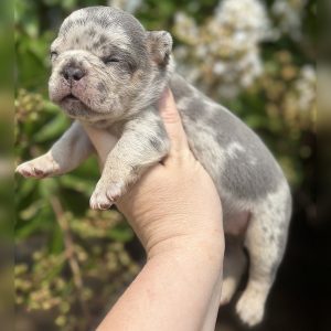 female freckles and jelly roll french bulldog puppy for sale freckles and jelly roll