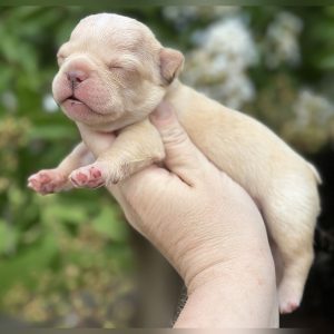 female freckles and jelly roll french bulldog puppy for sale freckles and jelly roll