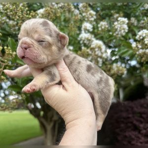 female freckles and jelly roll french bulldog puppy for sale freckles and jelly roll