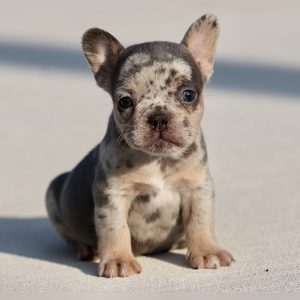female french bulldog puppy for sale breeding of freckles and jelly roll