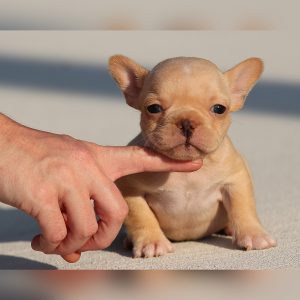 female french bulldog puppy for sale breeding of freckles and jelly roll