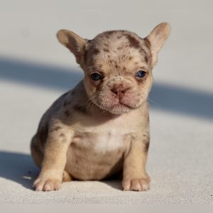 female french bulldog puppy for sale breeding of freckles and jelly roll
