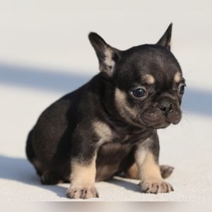 female french bulldog puppy for sale breeding of freckles and jelly roll