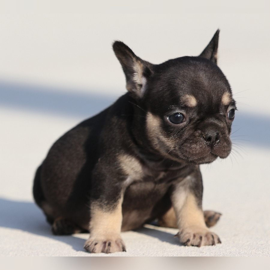 female french bulldog puppy for sale breeding of freckles and jelly roll