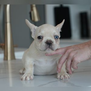 freckles and jelly roll french bulldog puppy for sale male mr grump breeding of freckles and jelly roll