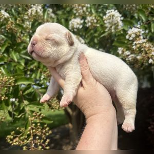 male freckles and jelly roll french bulldog puppy for sale freckles and jelly roll