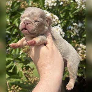 male freckles and jelly roll french bulldog puppy for sale freckles and jelly roll