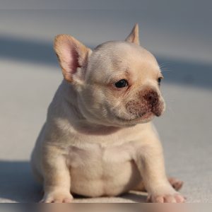male french bulldog puppy for sale breeding of freckles and jelly roll