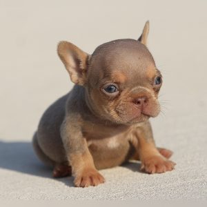 male french bulldog puppy for sale breeding of freckles and jelly roll