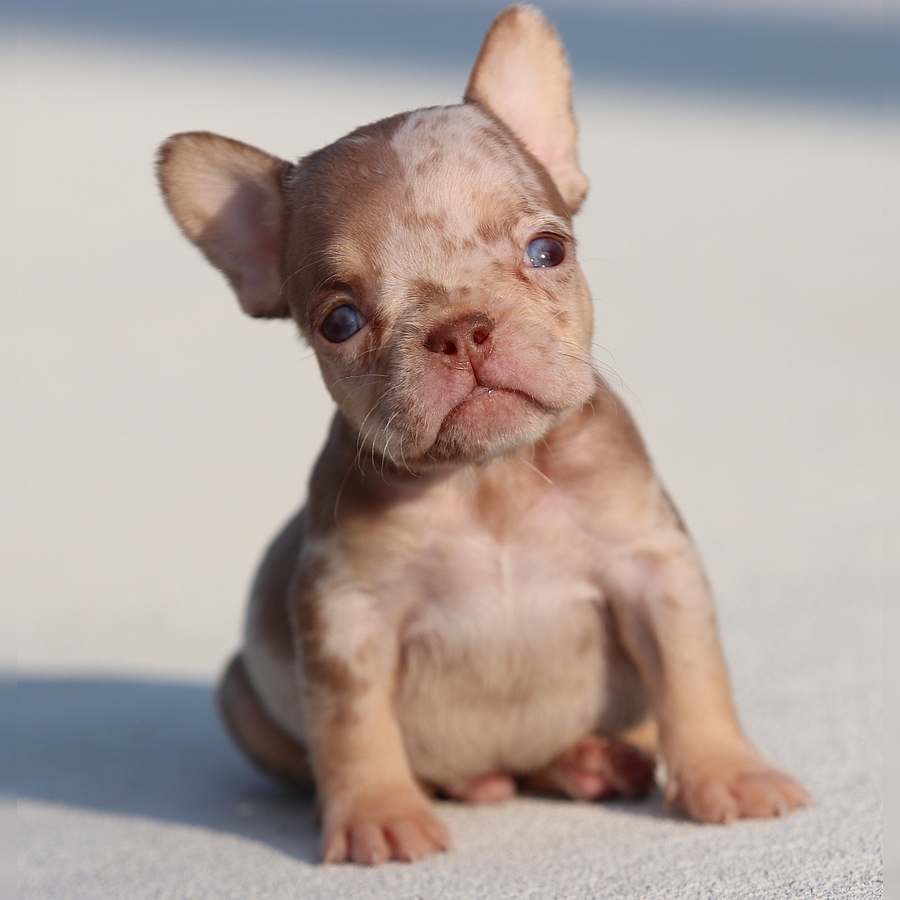 male french bulldog puppy for sale breeding of freckles and jelly roll