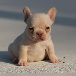 male french bulldog puppy for sale breeding of freckles and jelly roll