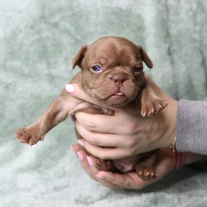 female french bulldog puppy for sale freckles and yoda