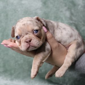 female french bulldog puppy for sale freckles and yoda