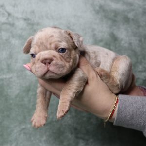 male french bulldog puppy for sale freckles and yoda