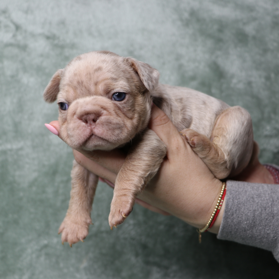 male french bulldog puppy for sale freckles and yoda