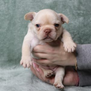 male french bulldog puppy for sale freckles and yoda