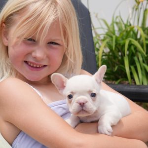 jojo and tommy breeding of female pet home $3,500 breeding rights $5,000 french bulldog puppy for sale (1)