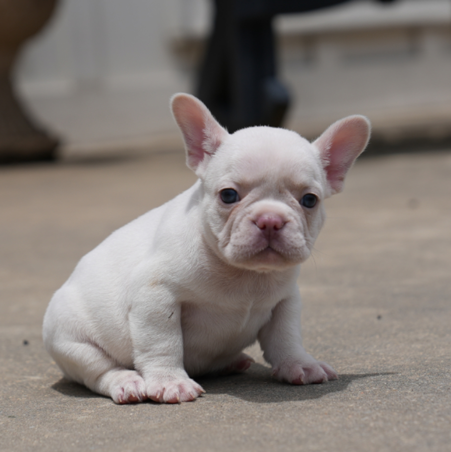 jojo and tommy breeding of female pet home $3,500 breeding rights $5,000 french bulldog puppy for sale