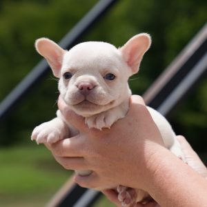 jojo and tommy breeding of french bulldog puppy for sale female pet home $3,500 breeding rights $5,000