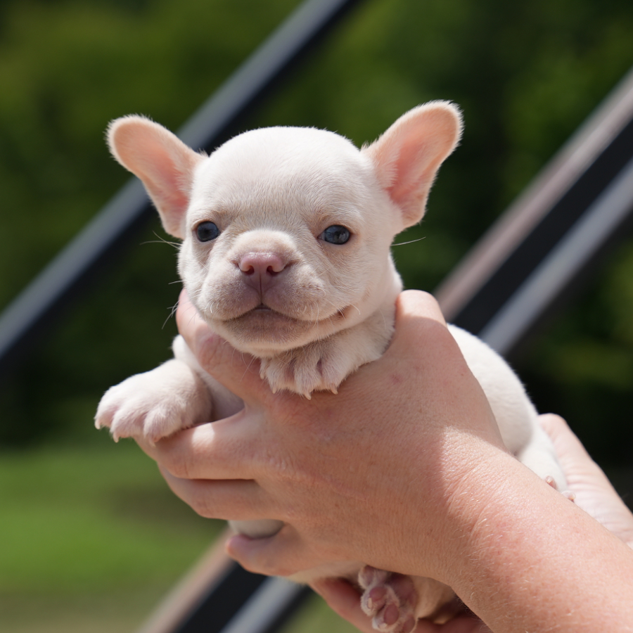 jojo and tommy breeding of french bulldog puppy for sale female pet home $3,500 breeding rights $5,000