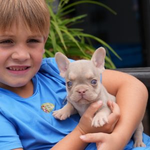 jojo and tommy breeding of male pet home $3,500 breeding rights $5,000 french bulldog puppy for sale (1)