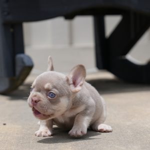 jojo and tommy breeding of male pet home $3,500 breeding rights $5,000 french bulldog puppy for sale (2)
