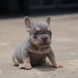 jojo and tommy breeding of male pet home $3,500 breeding rights $5,000 french bulldog puppy for sale