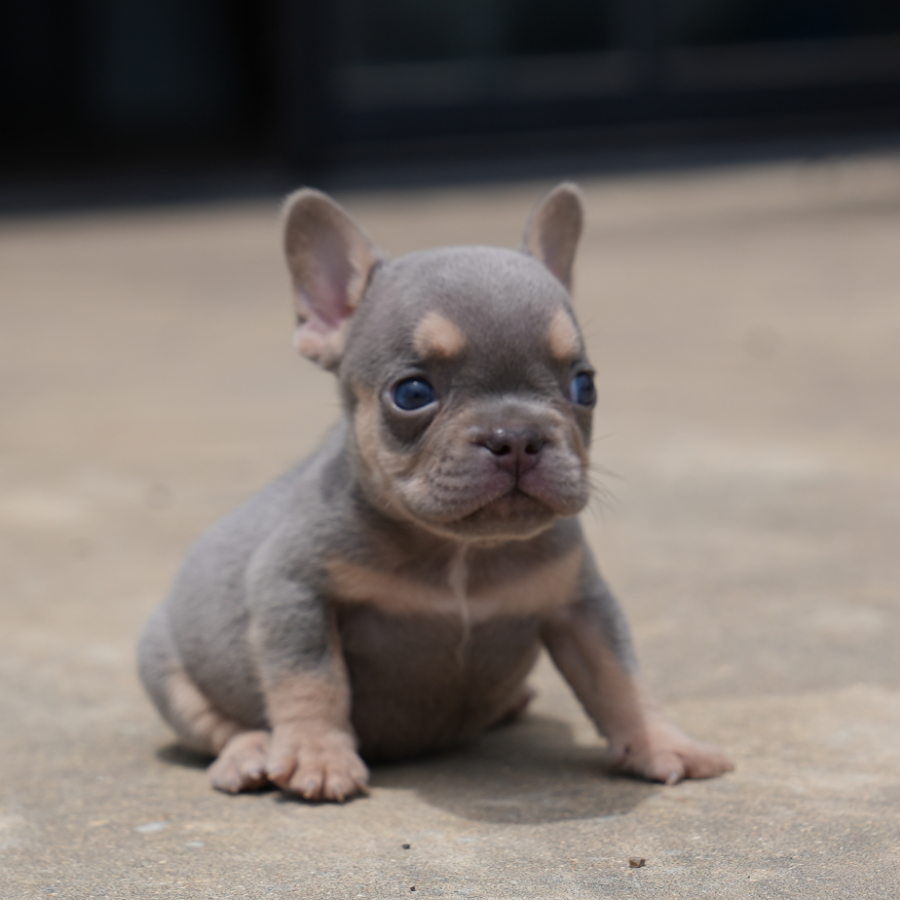 jojo and tommy breeding of male pet home $3,500 breeding rights $5,000 french bulldog puppy for sale