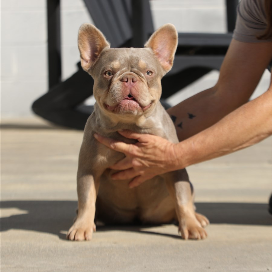 ms jojo — gatorhead frenchies — french bulldog (dam)