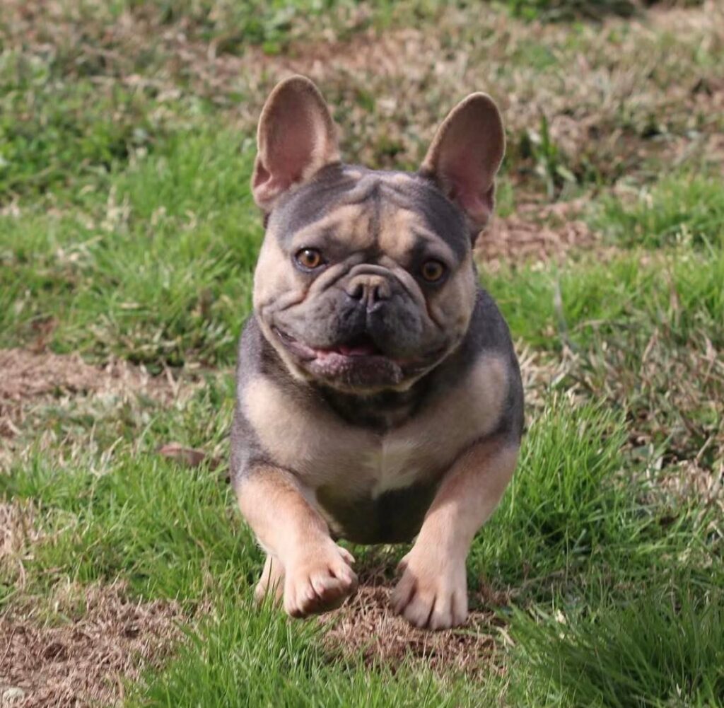 Breeder of Fluffy, Tan and Isabella French Bulldogs for sale in United States Princess