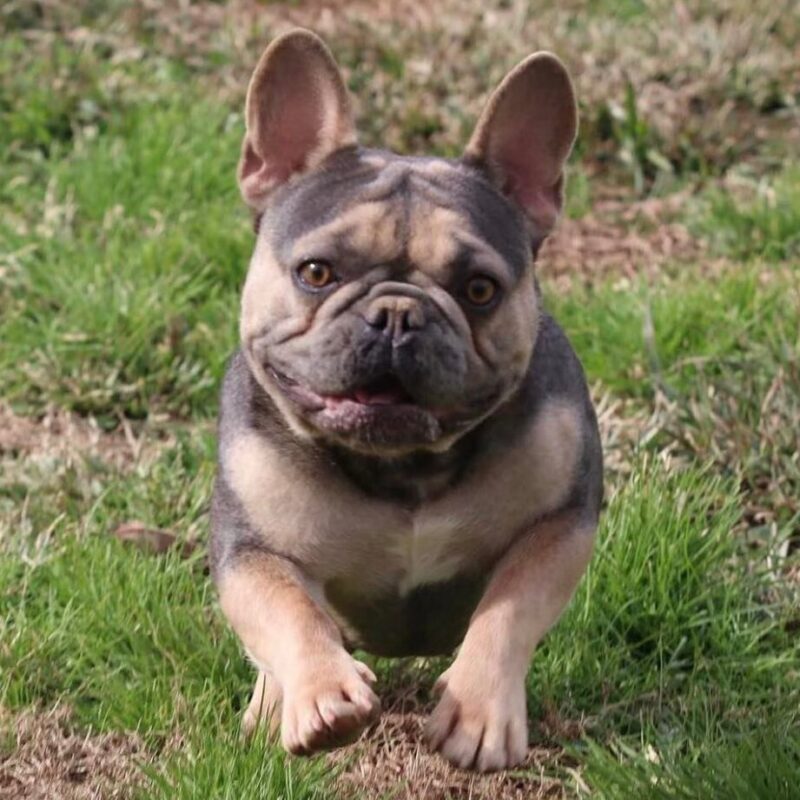Princess X El Camino- - Image of the dam Princess - Tan, Fluffy, Isabella French bulldog puppies for sale - contact 662-574-2661 for more info