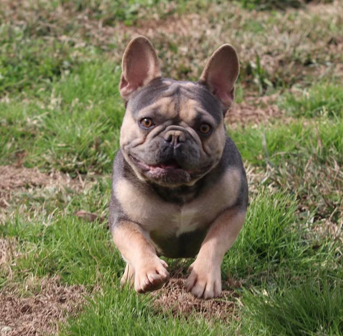 Princess x Bruno- - Image of the dam Princess - Tan, Fluffy, Isabella French bulldog puppies for sale - contact 662-574-2661 for more info